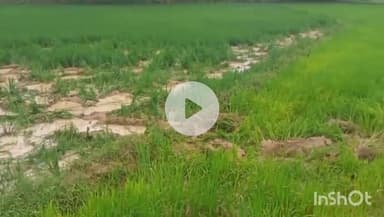 उदयपुर धरमजयगढ़: कटाईपाली में जंगली हाथी ने किसान की फसल को पहुंचाया नुकसान