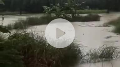 गोरौल: महम्मदपुर पोझा पंचायत के वार्ड 8 में नहर का बांध टूटा, कई एकड़ में पानी फैला, धान की फसल डूबी