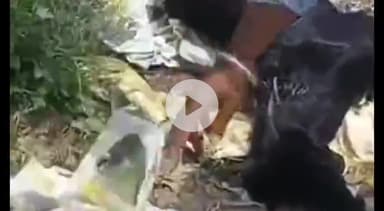 हनुमानगढ़: जिले के रावतसर में जहरीले कैमिकल युक्त बीजों की थैलियां खाने से 6 बकरियों की मौत, कार्रवाई की मांग को लेकर किया प्रदर्शन