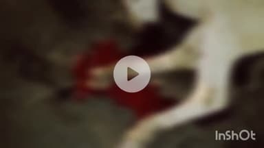 गुना: नेशनल हाईवे 46 के पाटई गांव में अज्ञात वाहन ने गायों को मारी टक्कर, एक गाय गंभीर घायल, आरक्षक ने किया उपचार