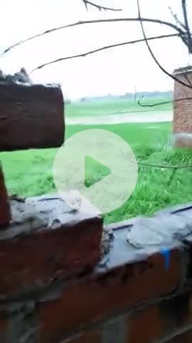 आज भदोही जिले के चौरी क्षेत्र में तेज वर्षात होने से किसानों के चेहरे खिले,