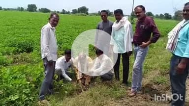 समुद्रपूर: मोहगाव येथे महसूल सप्ताहनिमित्त पांदन रस्त्यावर महसूल विभागाच्या वतीने वृक्ष लागवड