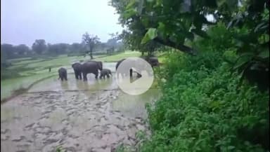 बगोदर: मुंडरो और अडवारा में हाथियों ने किसानों की धान की फसल रौंदी, ग्रामीणों में दहशत