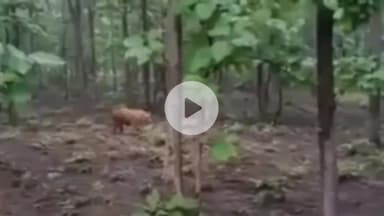 माडा: माडा के जंगल में दिखा बाघ, वीडियो हुआ वायरल; वन विभाग ने नहीं की पुष्टि