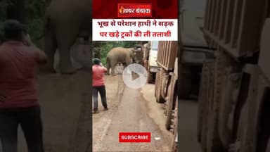 Odisha Sundargarh: भूख से परेशान हाथी ने सड़क पर खड़े ट्रकों की ली तलाशी। #Odisha #Elephant #Viral
