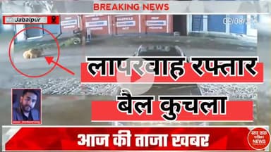 🔴 तेज रफ्तार कार ने बैठे बैल को कुचला, गाड़ी हवा में उछली! | #वायरलवीडियो #RoadSafety #पशुअधिकार #सचतकपत्रिकाNEWS