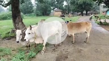 सामरी कुसमी- जंगल के रास्ते मवेशीयों की तस्करी की सूचना, पुलिस ने गस्त बढ़ाई!