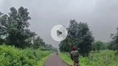 मझगवां: चित्रकूट के सरभंगा क्षेत्र में सड़क पर दिखा बाघ, वीडियो आया सामने