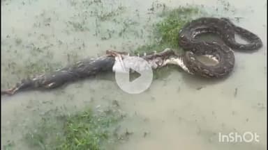 त्योंथर: टिकुरी में अजगर ने बिल्ली को निगला, ग्रामीणों ने रेस्क्यू कर जंगल में छोड़ा