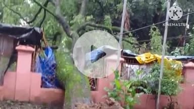 देहरादून: देहरादून कचहरी परिसर स्थित शहीद स्मारक के पास विशालकाय पेड़ गिरा