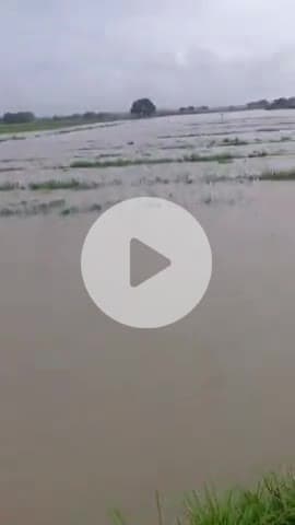 बल्दीराय: धनपतगंज के तराई क्षेत्र में बाढ़ जैसे हालात, खेतों में जलभराव से धान व खरीफ की फसलें डूबीं; किसानों ने की मुआवजे की मांग