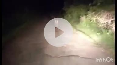 समुद्रपूर: गिरड खुर्सापार रस्त्यावर रोज व्यार्घ दर्शन:शेतकरी व शेतमजूरांनामध्ये भीतीचे वातावरण