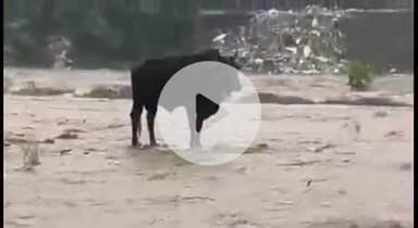 ऋषिकेश: चंद्रभागा नदी के बीचों-बीच फंसे नंदी को जल पुलिस और आपदा राहत दल के जवानों ने किया रेस्क्यू