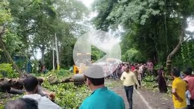 लगातार 24 घंटे से हो रही बारिश से हाईवे पर गिरा भारी भरकम महुआ का पेड़ जिस बाधित रहा रस्ता