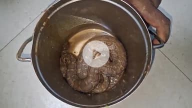 संदेश: सलेमपुर खेत में सांप ने बच्ची को डसा, पिता ने जिंदा सांप को हाथ से उठाकर डब्बे में किया बंद, मौके पर मच गई अफरा-तफरी