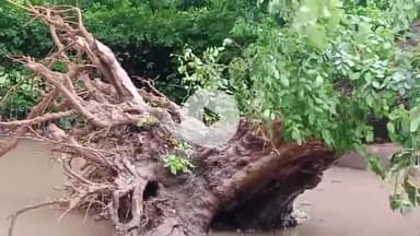 लखीमपुर: लखीमपुर शहर के विलोबी हाल मैदान में बारिश के चलते विशालकाय पेड़ जड़ से उखड़ कर गिरा, कोई जनहानि नहीं