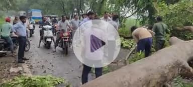 लक्सर: लक्सर बिजनौर स्टेट हाईवे पर विशालकाय पेड़ गिरने से दूसरी बार हाईवे हुआ बाधित