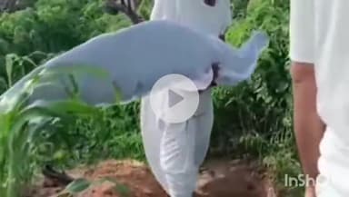 रोहट: भाकरीवाला गांव में कुत्ते के हमले से घायल मोर की हुई मौत, ग्रामीणों ने किया अंतिम संस्कार