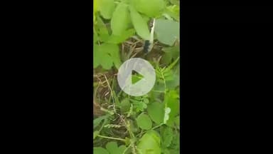 पवई: पवई वन विभाग परिसर में दिखा दुर्लभ ब्रॉन्ज़बैक ट्री स्नेक, पर्यावरण नियंत्रण में निभाता है अहम भूमिका