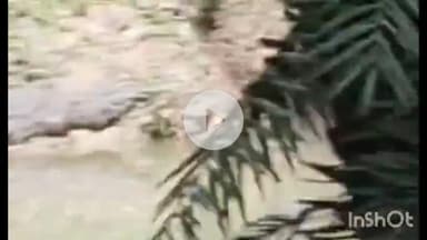 गुना: म्याना में ईदगाह के तालाब किनारे दिखा बड़ा मगरमच्छ, तहसीलदार, पुलिस और वन विभाग की टीम पहुंची