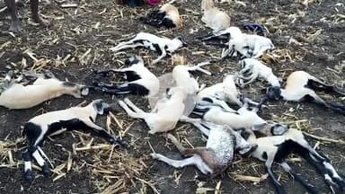 கெங்கவல்லி: ஆணையம் பட்டியில் பட்டியில் அடைத்து வைத்த 15 ஆட்டுக்குட்டிகள் பரிதாப உயிரிழப்பு.. போலீசார் விசாரணை