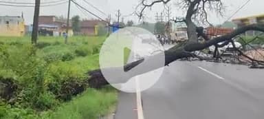 लक्सर: लक्सर बिजनौर स्टेट हाईवे पर विशालकाय पेड़ गिरने से आवाजाही बाधित, रुकी