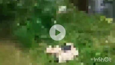 बरेली: भोजीपुरा थाना क्षेत्र के कुआं टांडा धीमनी गांव में रोड किनारे मिले गोवंश के अवशेष, जांच में जुटी पुलिस