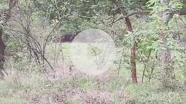 समुद्रपूर: बैलगाडीवर वाघाचा हल्ला! गाय जखमी, शेतकरी थोडक्यात बचावला :भनगापुर शिवारातील घटना; परिसरात भीतीचं वातावरण