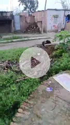 उत्क्रमित विद्यालय चांदपुर रामनगर जिला समस्तीपुर थाना उजियारपुर भाया दलसिंहसराय पोस्टरबेला में पिन कोड 8481 14 यह हमारे