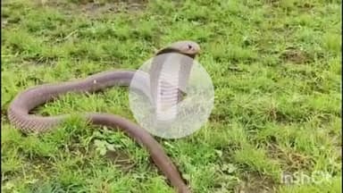 समुद्रपूर: मोहगाव येथे घरात ठाण मांडून बसलेल्या नागाला पकडून सर्पमित्राने दहशतीतून केली कुटुंबियांची सुटका