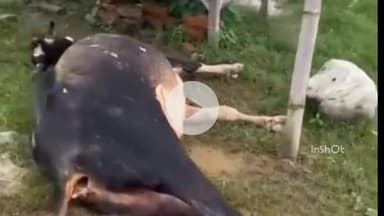 बरेली: इज्जत नगर थाना क्षेत्र के धोरेरा माफी में संदिग्ध अवस्था में खेत में मिला मृतक बेल