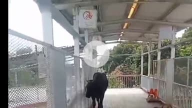 बरेली: बरेली जंक्शन फ्लाईओवर पर गौवंश चढ़ा, हादसे का खतरा बढ़ा, यात्री ने वीडियो वायरल कर रेलवे प्रशासन से की शिकायत