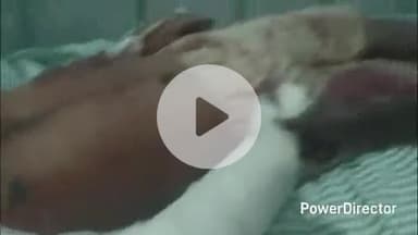 कहरा: हाईवा की टक्कर से बाइक सवार जख्मी, अस्पताल में भर्ती, गंभीर हालत देख चिकित्सक ने किया रेफर, नरियार में घटना