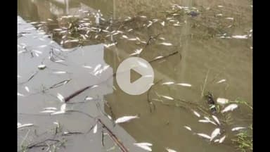 राजातालाब: भरहरिया गांव में एक तालाब में भारी संख्या में मृत मिली मछलियां, पुलिस को दी गई तहरीर