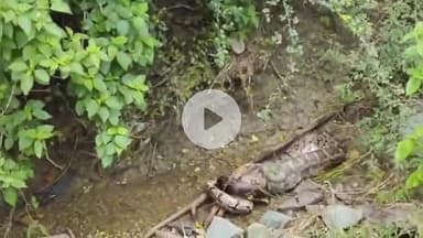 कनवास: कंवरपुरा गांव में विशाल अजगर दिखने से मचा हड़कंप, सियार को निगलते देख ग्रामीण हुए दहशत में