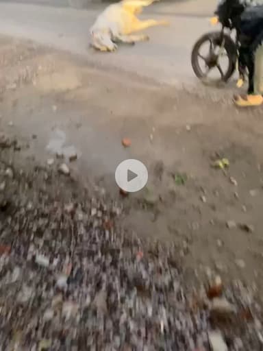 #bulandshar kudwal banaras cow deth to accident