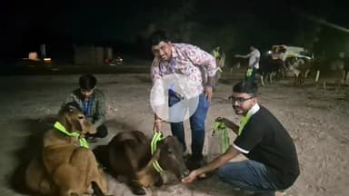 बीकानेर: सारथी फाउंडेशन और आपणी फाउंडेशन की अनूठी पहल, हाईवे पर पशुओं को पहनाए रिफ्लेक्टर बैंड