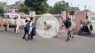 बाड़मेर: बाड़मेर शहर में आवारा पशुओं की समस्या एक बड़ी चिंता का विषय, आवारा पशु लोगों पर कर रहे हैं हमला