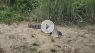 फरेंदा: हरखपुरा गांव के पकड़पुरा में रोहिन नदी में दिखे मगरमच्छ, ग्रामीणों में दहशत