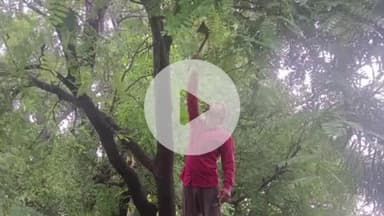 घाटमपुर: विद्युत विभाग ने नवरंगा और भदवारा में पेड़ छटाई का कार्य शुरू किया, सुचारू रूप से हो सकेगी विद्युत आपूर्ति