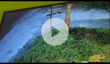 ऋषिकेश: चक जोगीवाला की गलियों में घूमता नजर आया गुलदार, सीसीटीवी में कैद हुई तस्वीरें