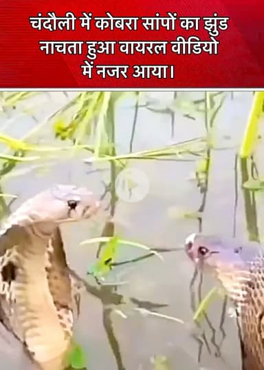#चंदौली में कोबरा सांपों का झुंड नाचता हुआ एक महिला द्वारा बनाए गए वायरल वीडियो में नजर आया