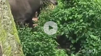 मुंगेर: बेलन बाज़ार बंगाली टोला में जंगल से निकलकर बाहर आया नीलगाय, लोगों ने वन विभाग से की शिकायत