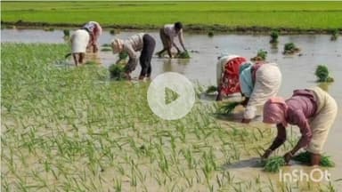 उतरौला: लगातार बारिश से किसानों के चेहरे पर मुस्कान, लेकिन नगर की बदहाली से जनता त्रस्त