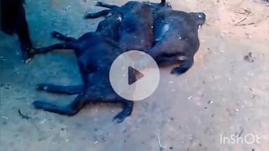 सिसई: भारी बारिश से बरटोली में किसान का कच्चा मकान गिरा, बकरियों की दबने से हुई मौत