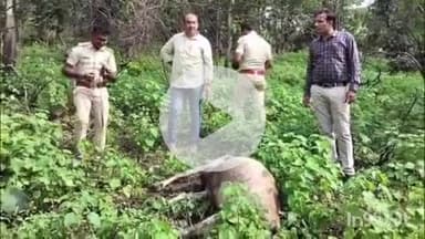 समुद्रपूर: गिरड ,खुर्सापार परीसरात वाघांची दहशत :वनविभागाच्या वतीने २४ तास पेट्रोलिंग सुरू:नागरीकांना खबरदारी घेण्याचे आवाहन