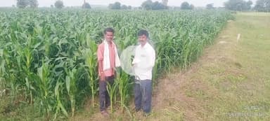 పెద్ద కొడప్​గల్​: పెద్దకొడఫ్గల్ లో మొక్కజొన్న పంటలను పరిశీలించిన వ్యవసాయాధికారి