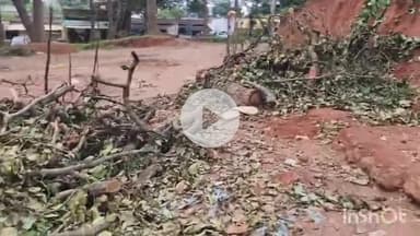 सन्ना बस स्टैंड में ग्राम पंचायत ने काटे साल वृक्ष के हरे पेड़, बीडीसी राकेश गुप्ता ने तहसीलदार को लिखा पत्र