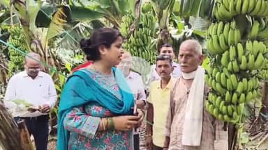 कोपागंज इलाके में जिला उद्यान विभाग द्वारा केले की फसल को 'पर ब्लॉक वन क्रॉप' फसल के रूप में किया गया चिन्हित