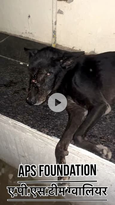 This child has worms all over his forehead and nose…

Respect Girls help poor help animals 

#apsgurjar #gwalior